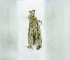  ( - USNM ENT 00720244)  @11 [ ] Unspecified (default): All Rights Reserved  Unspecified Unspecified