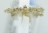  ( - USNM ENT 00720256)  @13 [ ] Unspecified (default): All Rights Reserved  Unspecified Unspecified