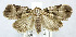  (Gyrtothripa quadrifera - USNM ENT 00721052)  @13 [ ] Unspecified (default): All Rights Reserved  Unspecified Unspecified