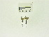  (Lecithocera sp. AAI1273 - USNM ENT 00662008)  @12 [ ] Unspecified (default): All Rights Reserved  Unspecified Unspecified
