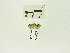  (Gyrtothripa verecunda - USNM ENT 00667827)  @12 [ ] Unspecified (default): All Rights Reserved  Unspecified Unspecified