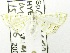  (Musotima sp. AAI3242 - USNM ENT 00205829)  @13 [ ] Unspecified (default): All Rights Reserved  Unspecified Unspecified