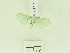  (Parotis sp. AAI2419 - USNM ENT 00668019)  @13 [ ] Unspecified (default): All Rights Reserved  Unspecified Unspecified