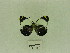  (Delias cumanau - USNM ENT 00703017)  @13 [ ] Unspecified (default): All Rights Reserved  Unspecified Unspecified