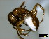  ( - ASA_IBA_38_02)  @14 [ ] Copyright (2012) Brigitte Braschler DST-NRF Centre of Excellence for Invasion Biology, Department of Botany and Zoology, Stellenbosch University
