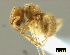  (Acropyga arnoldi - ASA_AM_10_0620)  @12 [ ] Copyright (2011) Brigitte Braschler DST-NRF Centre of Excellence for Invasion Biology, Department of Botany and Zoology, Stellenbosch University