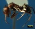  ( - ASA_AM_VC_33_01)  @13 [ ] Copyright (2011) Brigitte Braschler DST-NRF Centre of Excellence for Invasion Biology, Department of Botany and Zoology, Stellenbosch University