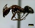  ( - ASA_GBA_17_02)  @14 [ ] Copyright (2011) Brigitte Braschler DST-NRF Centre of Excellence for Invasion Biology, Department of Botany and Zoology, Stellenbosch University