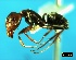  ( - ASA_IBA_78_03)  @14 [ ] Copyright (2011) Brigitte Braschler DST-NRF Centre of Excellence for Invasion Biology, Department of Botany and Zoology, Stellenbosch University