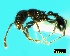  (Tetramorium quadrispinosum - ASA_IBA_90_01)  @13 [ ] Copyright (2011) Brigitte Braschler DST-NRF Centre of Excellence for Invasion Biology, Department of Botany and Zoology, Stellenbosch University