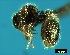  ( - ASA_IBA_96_04)  @14 [ ] Copyright (2011) Brigitte Braschler DST-NRF Centre of Excellence for Invasion Biology, Department of Botany and Zoology, Stellenbosch University