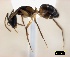  ( - ASA_IBA_WOL011107_2.10_13)  @11 [ ] Copyright (2013) Brigitte Braschler DST-NRF Centre of Excellence for Invasion Biology, Department of Botany and Zoology, Stellenbosch University
