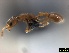  ( - ASA_AM_07_0016_13)  @14 [ ] Copyright (2013) Brigitte Braschler DST-NRF Centre of Excellence for Invasion Biology, Department of Botany and Zoology, Stellenbosch University