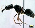  (Odontomachus cf. assiniensis - ASA_KZN_100_02)  @14 [ ] Copyright (2012) Brigitte Braschler DST-NRF Centre of Excellence for Invasion Biology, Department of Botany and Zoology, Stellenbosch University