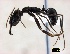  (Odontomachus troglodytes - CASW_75)  @14 [ ] Copyright (2012) Brigitte Braschler DST-NRF Centre of Excellence for Invasion Biology, Department of Botany and Zoology, Stellenbosch University