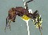  ( - 38751_F04_HYM-C000506_detritus)  @11 [ ] Copyright (2021) Iziko Museums of South Africa Iziko Museums of South Africa