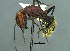  ( - 38751_F11_HYM-C000511_detritus)  @11 [ ] Copyright (2021) Iziko Museums of South Africa Iziko Museums of South Africa