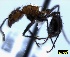  ( - CASW_130)  @13 [ ] Copyright (2012) Brigitte Braschler DST-NRF Centre of Excellence for Invasion Biology