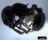  ( - ASA_CED_S1_Oct2012_2)  @12 [ ] Copyright (2012) Brigitte Braschler DST-NRF Centre of Excellence for Invasion Biology