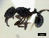  (Tetramorium grassii - ASA_ELFINDALE)  @14 [ ] Copyright (2012) Brigitte Braschler DST-NRF Centre of Excellence for Invasion Biology, Department of Botany and Zoology, Stellenbosch University