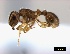  ( - ASA_IBA_GER230207_1.6)  @11 [ ] Copyright (2012) Brigitte Braschler DST-NRF Centre of Excellence for Invasion Biology, Department of Botany and Zoology, Stellenbosch University