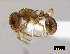  (Tetramorium regulare - ASA_IBA_IKA130306_2.4)  @13 [ ] Copyright (2012) Brigitte Braschler DST-NRF Centre of Excellence for Invasion Biology, Department of Botany and Zoology, Stellenbosch University