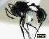  (Myrmicaria cf. nigra - ASA_KOG_7)  @15 [ ] Copyright (2012) Brigitte Braschler DST-NRF Centre of Excellence for Invasion Biology, Department of Botany and Zoology, Stellenbosch University