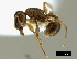  ( - ASA_KOG_22_13)  @13 [ ] Copyright (2013) Brigitte Braschler DST-NRF Centre of Excellence for Invasion Biology, Department of Botany and Zoology, Stellenbosch University