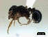  (Myrmecinini - ASA_KZN_2012_1.10LITTER_2)  @14 [ ] Copyright (2012) Brigitte Braschler DST-NRF Centre of Excellence for Invasion Biology, Department of Botany and Zoology, Stellenbosch University