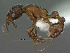  ( - SAM-HYM-C007260)  @11 [ ] Copyright (2012) Nokuthula Mbanyana Iziko Museums of Cape Town