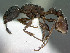  ( - SAM-HYM-C007264)  @11 [ ] Copyright (2012) Nokuthula Mbanyana Iziko Museums of Cape Town