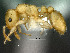  (Nesomyrmex stramineus - SAM-HYM-C016531)  @11 [ ] Copyright (2012) Nokuthula Mbanyana Iziko Museums of Cape Town