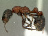  ( - SAM-HYM-C019116)  @11 [ ] Copyright (2012) Nokuthula Mbanyana Iziko Museums of Cape Town