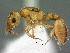  ( - SAM-HYM-C019140)  @11 [ ] Copyright (2012) Nokuthula Mbanyana Iziko Museums of Cape Town