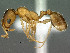  (Nesomyrmex mcgregori - SAM-HYM-C019141)  @11 [ ] Copyright (2012) Nokuthula Mbanyana Iziko Museums of Cape Town