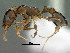  (Nesomyrmex - SAM-HYM-C019111)  @15 [ ] Copyright (2012) Nokuthula Mbanyana Iziko Museums of Cape Town