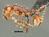  (Ocymyrmex dekerus - HYM-C024660)  @15 [ ] Unspecified (default): All Rights Reserved  Iziko Museums Unspecified