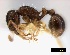  ( - ASA_IBA_RID020306_1.8)  @13 [ ] Copyright (2012) Brigitte Braschler DST-NRF Centre of Excellence for Invasion Biology, Department of Botany and Zoology, Stellenbosch University