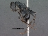  (Ocymyrmex velox - SAM-HYM-30432)  @14 [ ] Copyright (2011) Nokuthula Mbanyana Iziko Museums of Cape Town