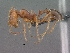  (Ocymyrmex cavatodorsatus - SAM-HYM-C019725)  @15 [ ] Copyright (2011) Nokuthula Mbanyana Iziko Museums of Cape Town