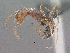  (Ocymyrmex gordoni - SAM-HYM-C019730)  @15 [ ] Copyright (2011) Nokuthula Mbanyana Iziko Museums of Cape Town