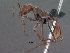  (Ocymyrmex alacer - SAM-HYM-C019788)  @15 [ ] Copyright (2011) Nokuthula Mbanyana Iziko Museums of Cape Town