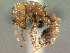  (Tetramorium setuliferum - SAM-HYM-C019896)  @15 [ ] Copyright (2011) Nokuthula Mbanyana Iziko Museums of Cape Town
