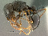  ( - SAM-HYM-C019956)  @11 [ ] Copyright (2011) Nokuthula Mbanyana Iziko Museums of Cape Town