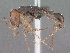  (Ocymyrmex barbiger - SAM-HYM-C020131)  @16 [ ] Copyright (2011) Nokuthula Mbanyana Iziko Museums of Cape Town