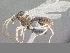  (Ocymyrmex resekhes - SAM-HYM-C020181M)  @13 [ ] Copyright (2011) Nokuthula Mbanyana Iziko Museums of Cape Town