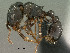  (Tetramorium clunum - SAM-HYM-C023304)  @15 [ ] Copyright (2011) Nokuthula Mbanyana Iziko Museums of Cape Town