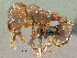  ( - SAM-HYM-C024383)  @15 [ ] Copyright (2011) Nokuthula Mbanyana Iziko Museums of Cape Town