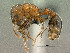 (Tetramorium dichroum - SAM-HYM-C024386)  @15 [ ] Copyright (2011) Nokuthula Mbanyana Iziko Museums of Cape Town