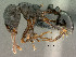  ( - SAM-HYM-C024389)  @13 [ ] Copyright (2011) Nokuthula Mbanyana Iziko Museums of Cape Town